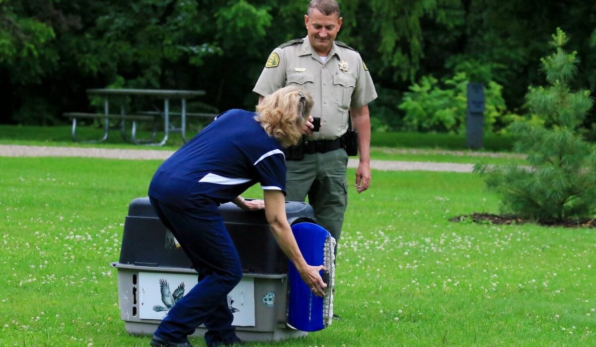 Post Photo for Female Bald Eagle Flies Free Again